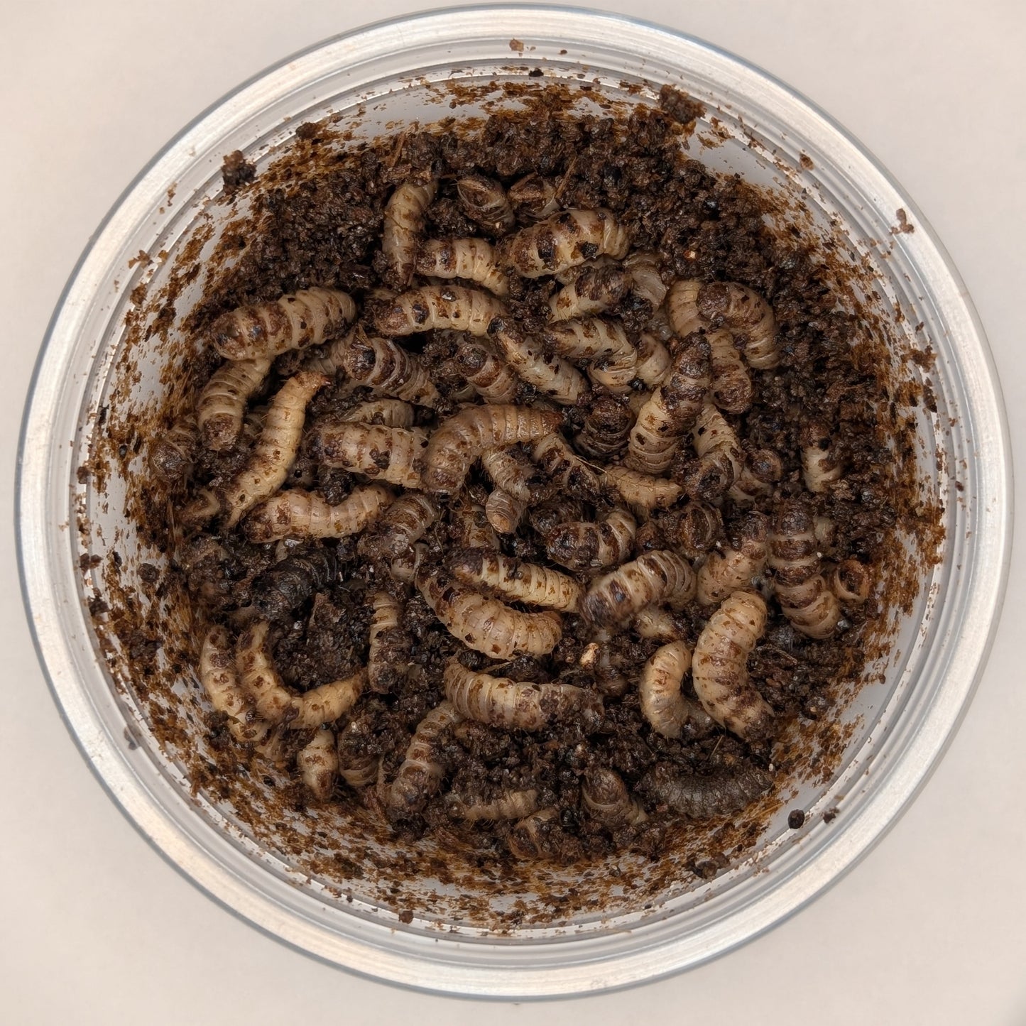 Healthy Critters: Black Soldier Fly Larvae