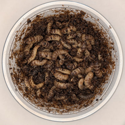 Healthy Critters: Black Soldier Fly Larvae