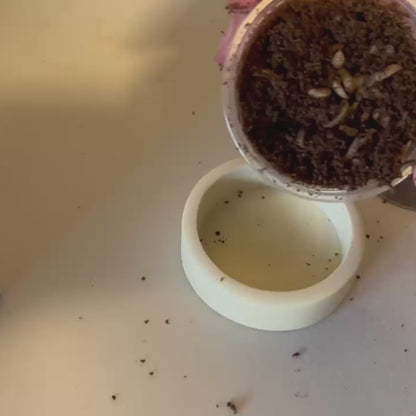 Healthy Critters: Black Soldier Fly Larvae
