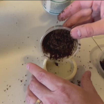 Healthy Critters: Black Soldier Fly Larvae